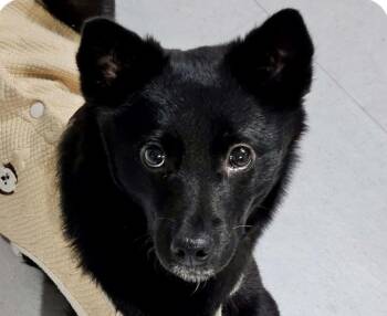 Jindo Dogs Available for Adoption - Zoey | PetCurious