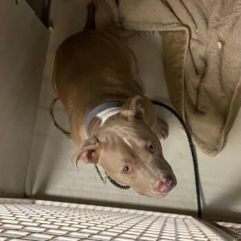 Pit Bull Terrier Dogs Available for Adoption - WAGS-Stray-21023_2 | PetCurious
