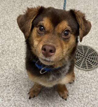 Shortbread -  Mixed Breed Dog for Adoption in Vancouver, Washington - Shortbread | PetCurious