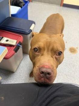 Rusty -  Pit Bull Terrier and Mixed Breed Dog for Adoption in Westland, Michigan - Rusty | PetCurious