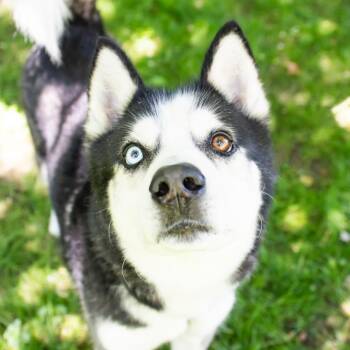 Rocket -  Siberian Husky Dog for Adoption in Middletown, Rhode Island - Rocket | PetCurious