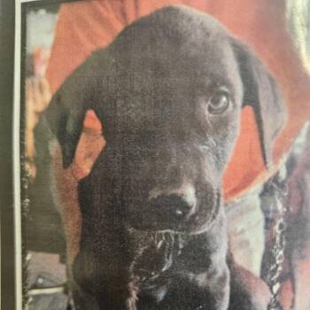 Labrador Retriever and Mixed Breed Dogs Available for Adoption - Watusi D11310 | PetCurious