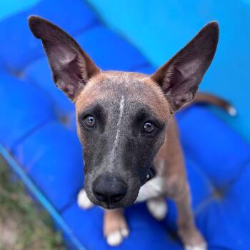 Fern Flintstone - Local pup -  Terrier Dog for Adoption in Andover, Massachusetts - Fern Flintstone - Local Pup | PetCurious
