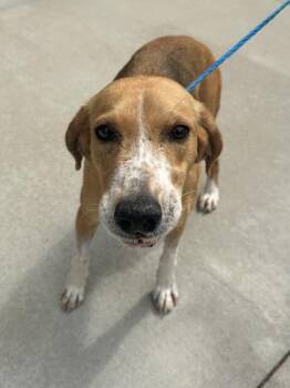 Hound and Mixed Breed Dogs Available for Adoption in King William, Virginia - Lolo | PetCurious