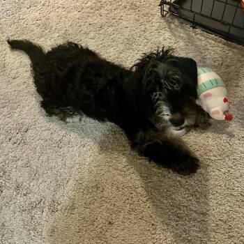 Felix -  Dachshund Dog for Adoption in Charlotte, North Carolina - Felix | PetCurious