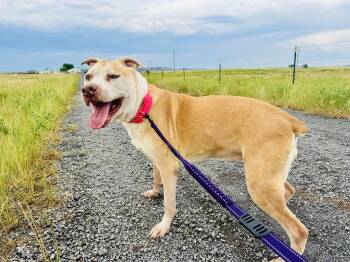 Rescue American Staffordshire Terrier Dogs for Adoption in Rye, Colorado - Stella | PetCurious