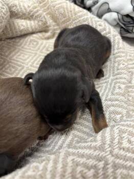 Rescue Doberman Pinscher and Mixed Breed Dogs for Adoption in El Paso, Texas - Pup 4 | PetCurious