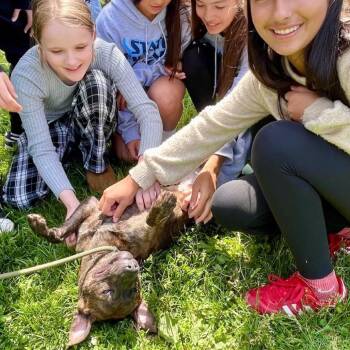 Emryn -  Pit Bull Terrier Dog for Adoption in Chicago, Illinois - Emryn | PetCurious