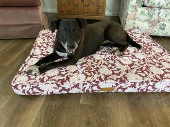 Cassie: Adopt or Forever Foster -  Labrador Retriever Dog for Adoption in Rochester, New York - Cassie: Adopt Or Forever Foster | PetCurious