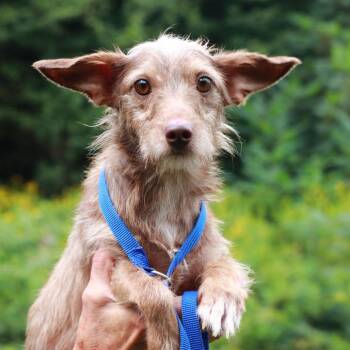 CT Gilbert -15lbs! -  Dachshund and Mixed Breed Dog for Adoption in Eastford, Connecticut - CT Gilbert -15lbs! | PetCurious