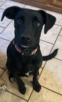 Bella M -  Labrador Retriever Dog for Adoption in Barnhart, Missouri - Bella M | PetCurious