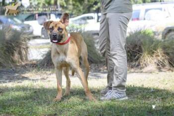 Shepherd and Mixed Breed Dogs Available for Adoption in North Charleston, South Carolina - 92552a Phoebe | PetCurious