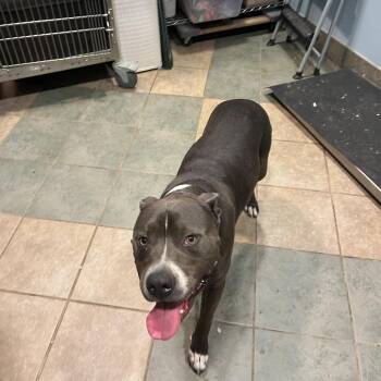 Mixed Breed Dogs Available for Adoption in Chattanooga, Tennessee - Humpty Dumpty (Blu) | PetCurious