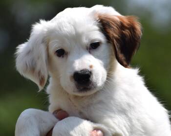 Griffin-Available www.lhar.dog to apply -  Spaniel and Australian Shepherd Dog for Adoption in Frederick, Maryland - Griffin-Available Www.lhar.dog To Apply | PetCurious