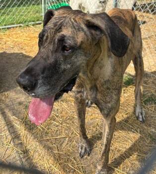 Athena -  Great Dane Dog for Adoption in Princeton, Indiana - Athena | PetCurious