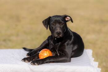 Brandy -  Black Labrador Retriever Dog for Adoption in Okolona, Mississippi - Brandy | PetCurious