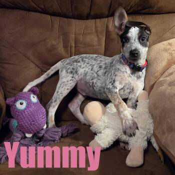 Yummy -  Cattle Dog and Mixed Breed Dog for Adoption in Ellicott City, Maryland - Yummy | PetCurious