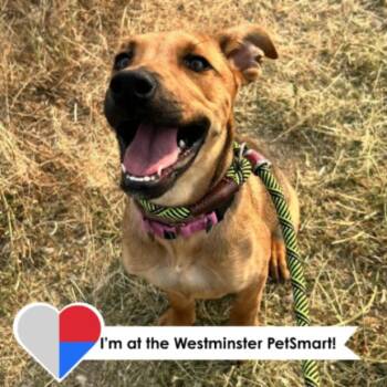 Mauren -  Shepherd and Mixed Breed Dog for Adoption in Fort Collins, Colorado - Mauren | PetCurious