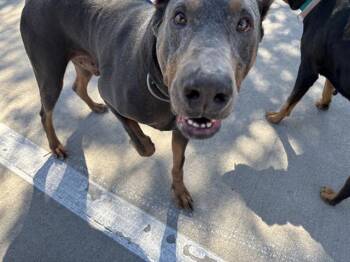 REY -  Doberman Pinscher and Mixed Breed Dog for Adoption in Grand Prairie, Texas - REY | PetCurious