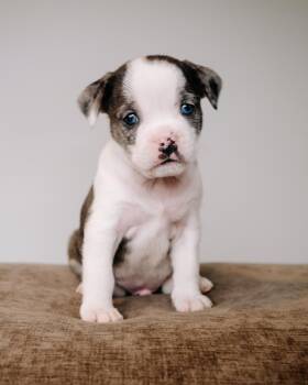 Pug and Terrier Dogs Available for Adoption in Simsbury, Connecticut - Coors | PetCurious