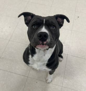 Pit Bull Terrier Dogs Available for Adoption - Rosalie  | PetCurious
