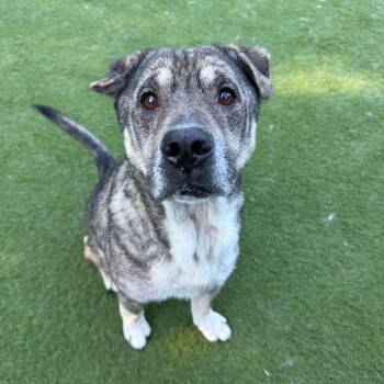 Julianna -  Shar Pei Dog for Adoption - Julianna | PetCurious