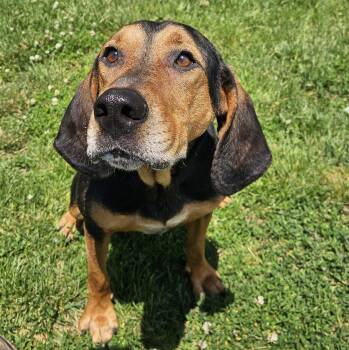 Dubai -  Hound Dog for Adoption in Benton Harbor, Michigan - Dubai | PetCurious