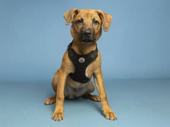 German Shepherd Dog and Mixed Breed Dogs Available for Adoption in Phoenix, Arizona - QT | PetCurious