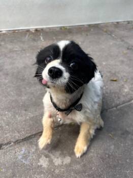 Mango -  Pomeranian Dog for Adoption in Los Angeles, California - Mango | PetCurious