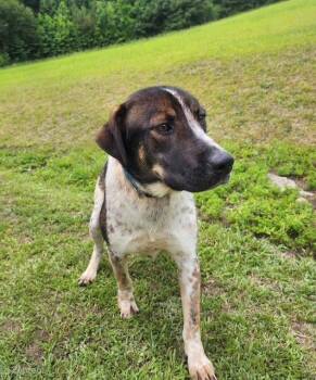 Freddy -  Hound Dog for Adoption in Manhasset, New York - Freddy | PetCurious