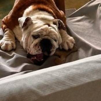 Rescue English Bulldog Dogs for Adoption in Bradenton, Florida - Oso | PetCurious