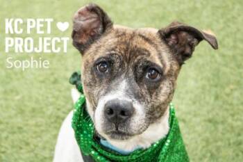 Mixed Breed Dogs Available for Adoption in Kansas City, Missouri - Sophie | PetCurious