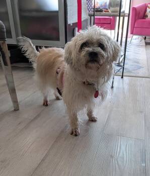 Terrier and Shih Tzu Dogs Available for Adoption in Toronto, Ontario - Bella | PetCurious