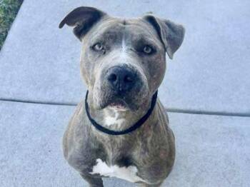 Rescue Mixed Breed Dogs for Adoption in Georgetown, Texas - Heidi | PetCurious