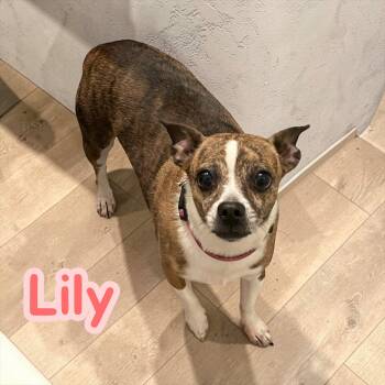 Chihuahua and Boston Terrier Dogs Available for Adoption - Lily | PetCurious