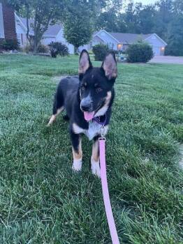 Shepherd Dogs Available for Adoption - Kai | PetCurious