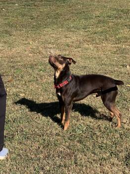 Rescue Mixed Breed Dogs for Adoption in Douglas, Massachusetts - Paul | PetCurious