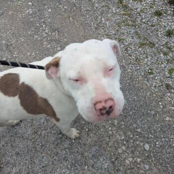 Pit Bull Terrier Dogs Available for Adoption in East St. Louis, Illinois - Frostbite | PetCurious