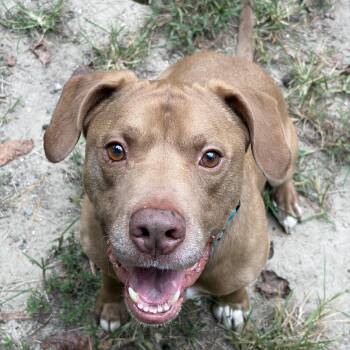 Dillard -  American Staffordshire Terrier Dog for Adoption in Midlothian, Virginia - Dillard | PetCurious