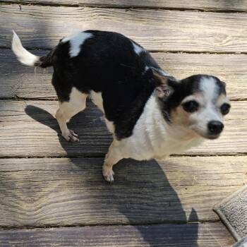 Chihuahua Dogs Available for Adoption in Lancaster, Ohio - Minnie | PetCurious