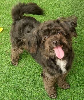 Rescue Poodle Dogs for Adoption in Toronto, Ontario - Mia | PetCurious