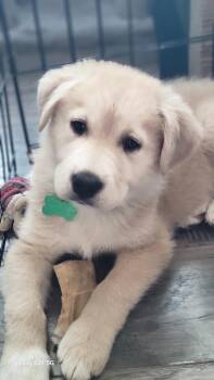 Rescue Mixed Breed Dogs for Adoption in Saskatoon, Saskatchewan - Sahara | PetCurious