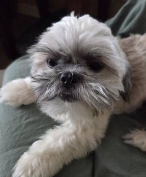 Shih Tzu and Bichon Frise Dogs Available for Adoption in Leduc, Alberta - Apollo | PetCurious