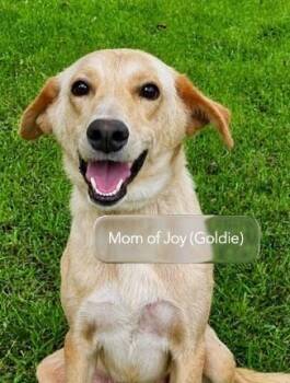 Pup Joy -  Labrador Retriever and Carolina Dog Dog for Adoption in Washington, District Of Columbia - Pup Joy | PetCurious