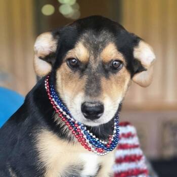 Kingston -  Beagle and Rat Terrier Dog for Adoption in Boerne, Texas - Kingston | PetCurious
