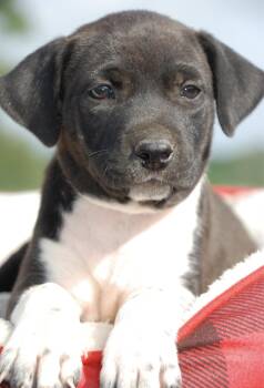 Rescue Hound Dogs for Adoption in Madisonville, Texas - Lizzie | PetCurious