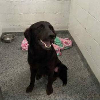 Mixed Breed Dogs Available for Adoption in Jeffersonville, Indiana - Bojack | PetCurious