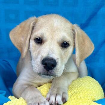 Eli -  Yellow Labrador Retriever and Terrier Dog for Adoption in Hondo, Texas - Eli | PetCurious