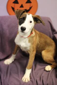 Sally Jo in NH. Come Meet our Adoptable Dogs Wednesday-Saturday. -  Australian Shepherd Dog for Adoption in Manchester, New Hampshire - Sally Jo In NH. Come Meet Our Adoptable Dogs Wednesday-Saturday. | PetCurious