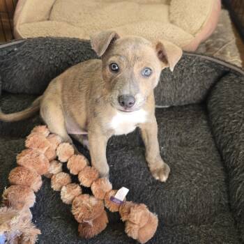 Australian Cattle Dog Blue Heeler Dogs Available for Adoption - Quasar | PetCurious